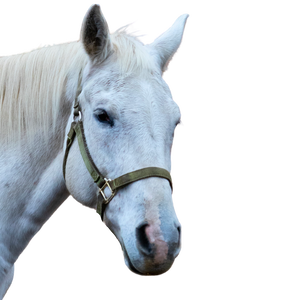 A white horse head with a green halter.